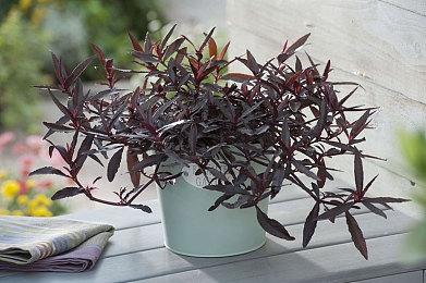 RPG《帕拉小岛：传说时空》Steam页面上线 12月2日上线